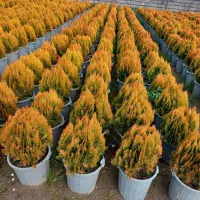 کاج کامیس زعفرانی سطل ۷