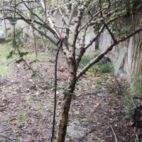 ویلایی-225متری-سنددار-شهرک-قدس