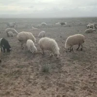 فروش میش با بره ( داشتی)