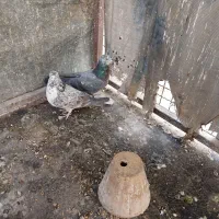 سه تا سیصد|پرنده|خمینی‌شهر, |دیوار