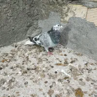 ساده افغانی نر