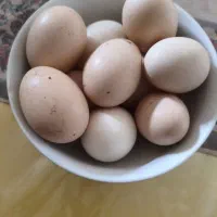 تخم لاری