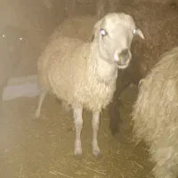 بره|حیوانات مزرعه|نجف‌آباد, گلدشت|دیوار