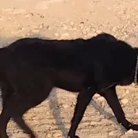 سگ ماده قدر جانی گمشده