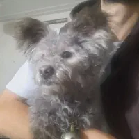 سگ پودل بازیگوش|سگ|اصفهان, شاه پسند|دیوار