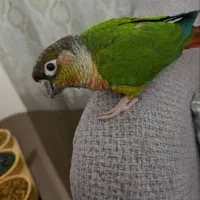 گرینچیک سخن گو و رام