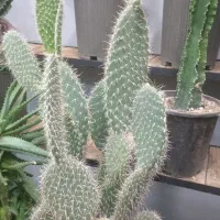 کاکتوس خرگوشی