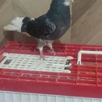 سلام شازده سیاه نر ملقی