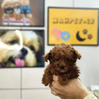 تاینی پودل توی پودل عروسکی /// Poodle toy|سگ|اصفهان, خانه اصفهان|دیوار