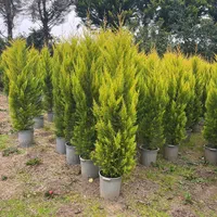 گلستان کاج وگل مهندس رحمانی