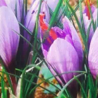 سلام پیاز زعفران به صورت کلی وجزیی