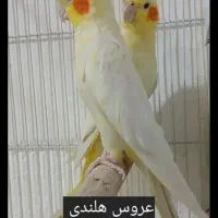 عروس هلندی|پرنده|شیروان (خراسان), |دیوار