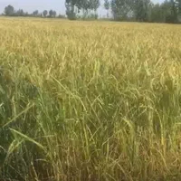 فروش ۴ هزار متر زمین کشاورزی سرخ رود