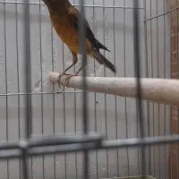 قناری.|پرنده|شیراز, شهرک والفجر|دیوار