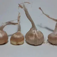پیاز زعفران