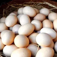 فروش تخم مرغ گلین آبپخش