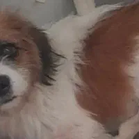 سگ ماده باردار