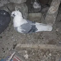 کفتر یا کبوتر|پرنده|بروجرد, |دیوار