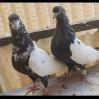 پرنده