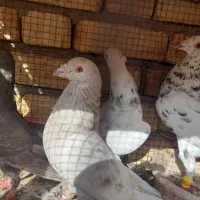 سینه ای وسرور|پرنده|لنجان, |دیوار