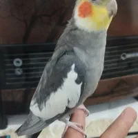 عروس نر کاملاً رام