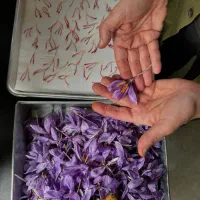 زعفران اصیل قاعنات|خوردنی و آشامیدنی|تهران, جیحون|دیوار