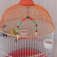 مرغ عشق ماده و قفس|پرنده|کرج, فاز ۵ مهرشهر|دیوار