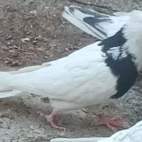 کبوتر های نقش و رنگ عالی|پرنده|تهران, وحیدیه|دیوار