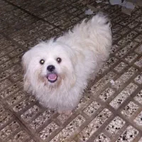 شیتزو سوپرفلت