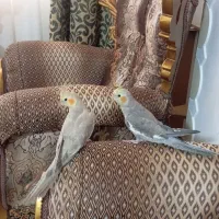 عروس هلندی|پرنده|اشتهارد, |دیوار