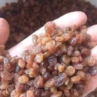 کشمش قیمت مناسب|خوردنی و آشامیدنی|اهواز, کیان اباد|دیوار