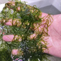 خزه کریسمس|ماهی|رودهن, |دیوار