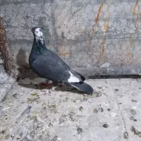 کبوتر پرشی|پرنده|تربت جام, خیرآباد|دیوار