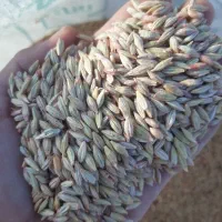 جو دیم بذری رقم سرارود