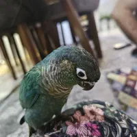 گرینچیک تراکویس جفت (نروماده)