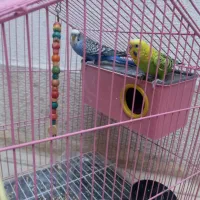 مرغ عشق جفت با قفس ووسایل