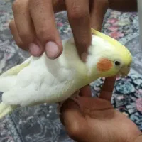 عروس هلندی دستی بازیگوش سخنگو|پرنده|رضویه, |دیوار