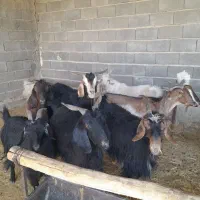 بز جوان|حیوانات مزرعه|کربال, |دیوار