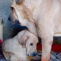 سگ پژدر|سگ|سنندج, |دیوار