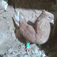 کبوتر زرد دم سفید