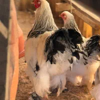 تخم نطفه دار و تازه برهما|حیوانات مزرعه|رشت, کوی قدس|دیوار