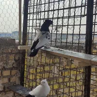 پرنده|پرنده|خرمشهر, |دیوار