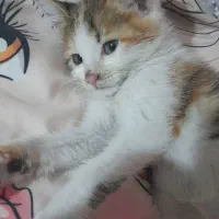 واگذاری بچه گربه رایگان