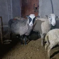 گوسفند داشتیه ۳و۴قلو زا.معروف به رومانوف