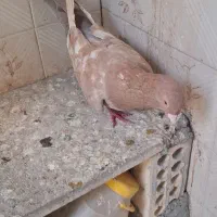 جفت طوقی و سار زاغ کرمانی|پرنده|مشهد, هفده شهریور|دیوار