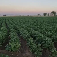 زمین کشاورزی و باغی به متراژ ده هزار و سیصد متر