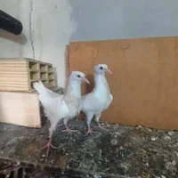 کوترعشق باز|پرنده|کرمانشاه, |دیوار