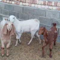 سه عدد کولار بزغاله پاکستانی اصل تکه خورده|حیوانات مزرعه|ملکآباد, |دیوار