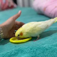 عروس هلندی گمشده