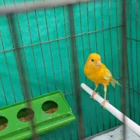 قناری نر قرمز|پرنده|اردبیل, |دیوار